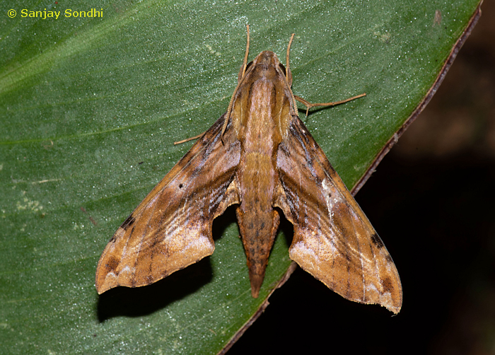 Eupanacra metallica, Pange, near Talle Valley Wildlife Sanctuary, Arunachal Pradesh, India, 27.viii.2019. Photo: © Sanjay Sondhi