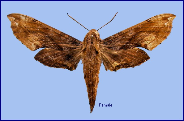 Female Eupanacra metallica. Photo: © NHMUK