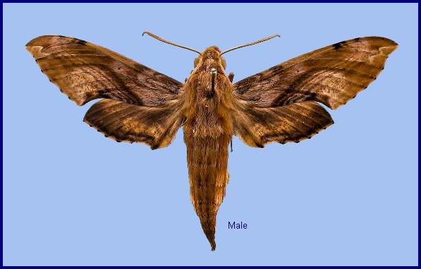 Male Eupanacra metallica. Photo: © NHMUK