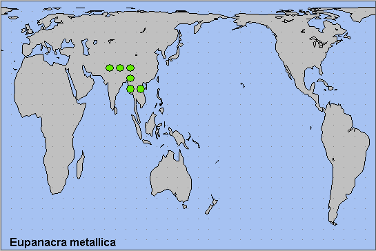 Global distribution of Eupanacra metallica. Map: © NHMUK.
