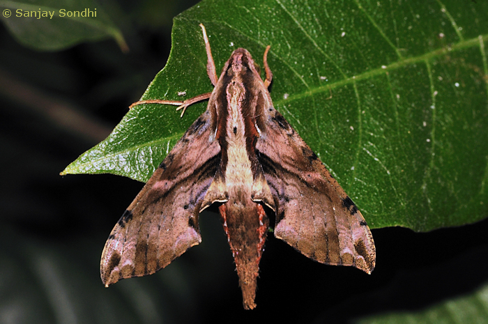 Male Eupanacra mydon, Dehradun, Uttarakhand, India, 28.x.2013. Photo: © Sanjay Sondhi