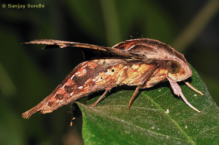 Male Eupanacra mydon (side view), Dehradun, Uttarakhand, India, 28.x.2013. Photo: © Sanjay Sondhi