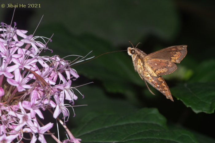 Male Eupanacra mydon (side view) feeding from Clerodendrum bungei, Chengdu, Sichuan, China, 3.x.2021. Photo: © He JiBai.