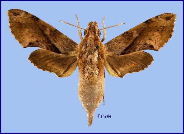 Female Eupanacra mydon. Photo: © NHMUK