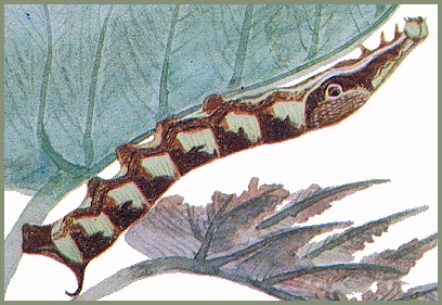 Full-grown intermediate form larva of Eupanacra mydon. Image: Mell, 1922b