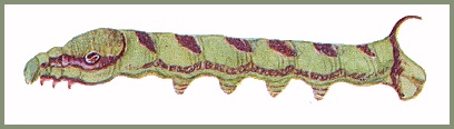 Full-grown green form larva of Eupanacra mydon. Image: Mell, 1922b