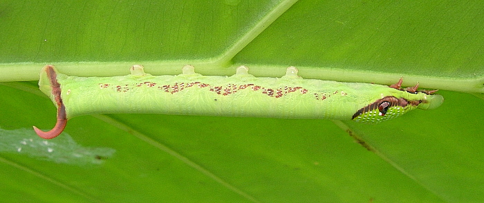 Part-grown final instar green form larva of Eupanacra mydon, Mai Chau, Hoa Binh Province, Vietnam, 1.v.2011. Photo: © Tony Pittaway.