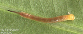 First-instar larva of Eupanacra mydon, Hong Kong, China. Photo: © David Mohn.