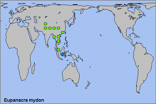 Global distribution of Eupanacra mydon. Map: © NHMUK.