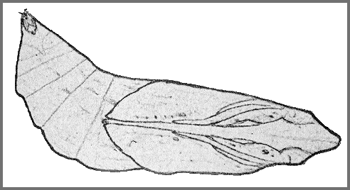 Pupa of Eupanacra mydon. Image: Mell, 1922b