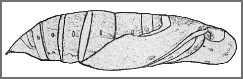 Pupa of Eupanacra mydon. Image: Mell, 1922b