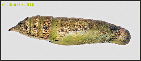 Pupa of Eupanacra mydon, Chengdu, Sichuan, China, 500m, viii.2018. Photo: © He JiBai.