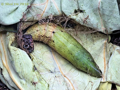 Pupa of Eupanacra mydon, Chengdu, Sichuan, China, 500m, viii.2018. Photo: © He JiBai.