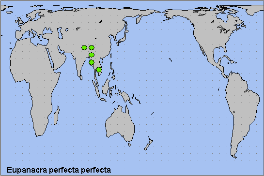 Global distribution of Eupanacra p. perfecta. Map: © NHMUK.