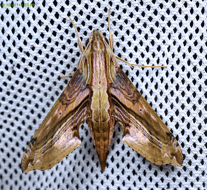 Male Eupanacra sinuata, Simian Mountain National Scenic Resort, Chongqing, China, 1060m, 13.v.2019. Photo: © He JiBai 2019.