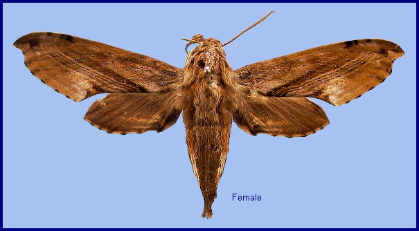 Female Eupanacra sinuata. Photo: © NHMUK