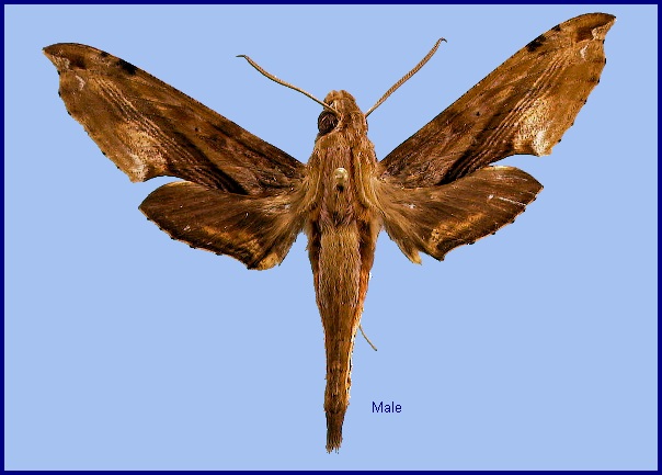 Male Eupanacra sinuata. Photo: © NHMUK