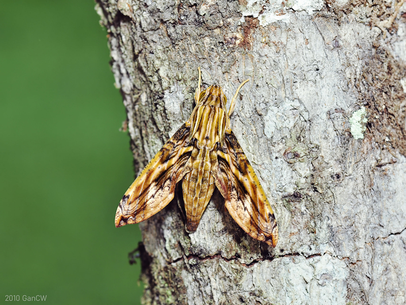 Resting Eupanacra variolosa, Frasers Hill, Malaysia, v.2010. Photo: © CheongWeei Gan.