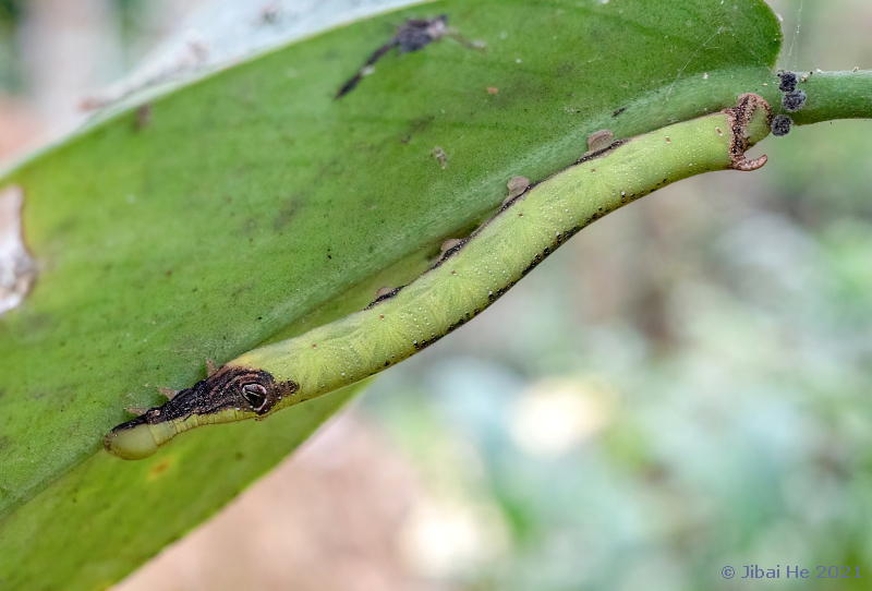 Final instar larva of Eupanacra variolosa on Rhaphidophora hongkongensis, Jinghong, Yunnan, China, 20.xi.2021. Photo: © He JiBai.