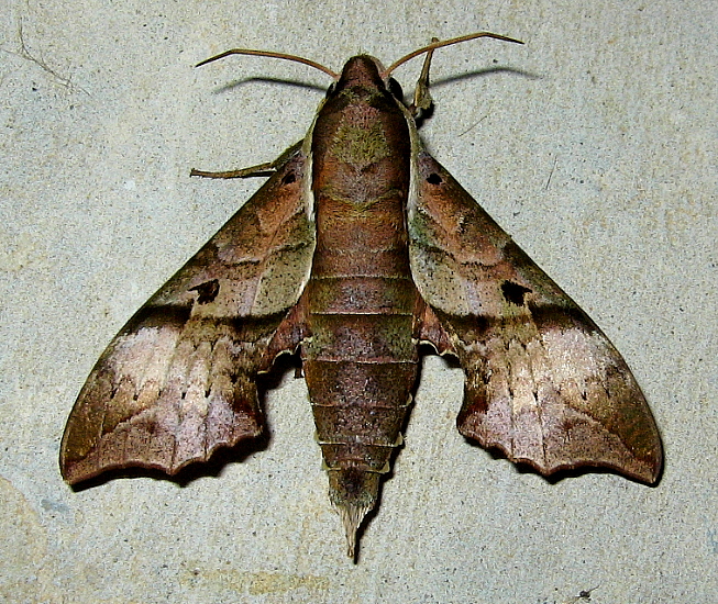 Male Enpinanga vigens, Sarawak, Malaysia, 6.iv.2007. Photo: © Leong Tzi Ming.