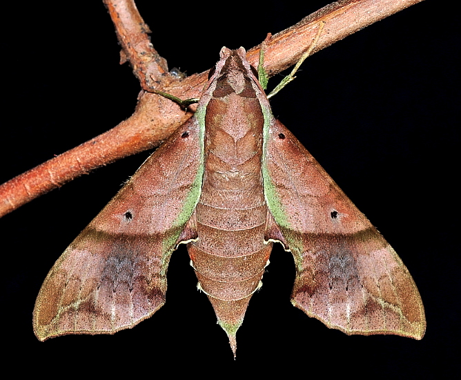 Female Enpinanga vigens, Singapore, 23.xii.2013. Photo: © Leong Tzi Ming.