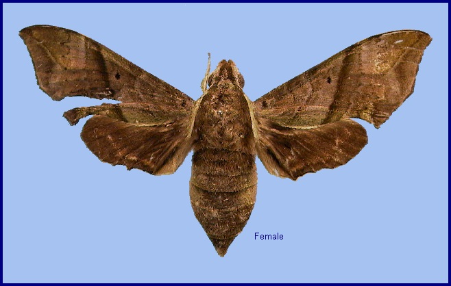 Female Enpinanga vigens vigens. Photo: © NHMUK