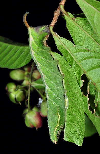 Final instar green form larva of Enpinanga vigens on Tetracera indica, Singapore, 8.xii.2013. Photo: © Leong Tzi Ming.