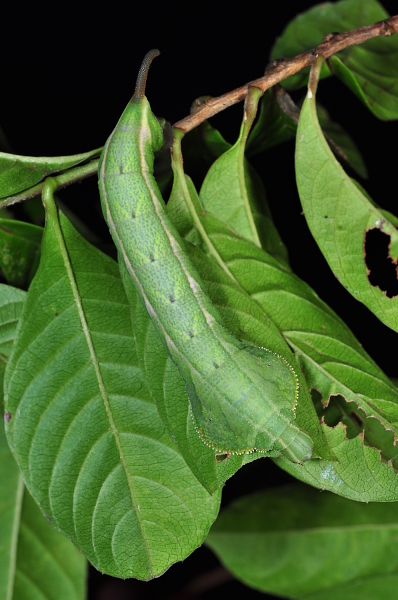 Final instar green form larva of Enpinanga vigens on Tetracera indica, Singapore, 8.xii.2013. Photo: © Leong Tzi Ming.