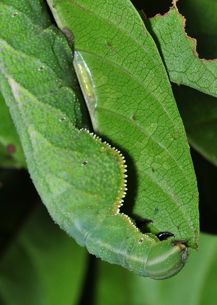 Final instar green form larva of Enpinanga vigens on Tetracera indica, Singapore, 8.xii.2013. Photo: © Leong Tzi Ming.