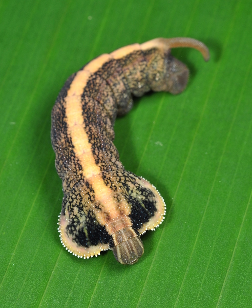 Pre-pupation larva of Enpinanga vigens, Singapore. Photo: © Leong Tzi Ming.