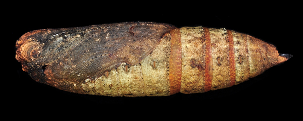 Pupa of Enpinanga vigens (lateral view), Singapore. Photo: © Leong Tzi Ming.