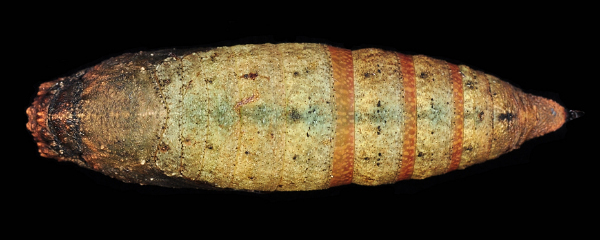 Pupa of Enpinanga vigens (dorsal view), Singapore. Photo: © Leong Tzi Ming.