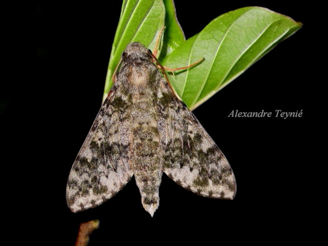 Male Griseosphinx preechari, Ventiane Province, Laos, 14.v.2015. Photo: © Alexandre Teyni.