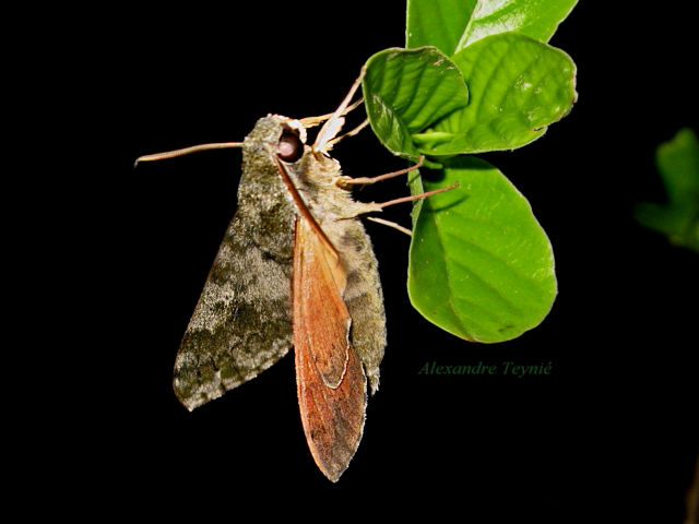 Male Griseosphinx preechari, Ventiane Province, Laos, 14.v.2015. Photo: © Alexandre Teyni.