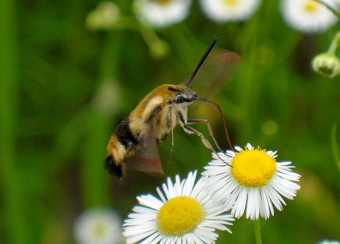 Feeding adult Hemaris affinis, near Kalinovka, Primorskiy Krai, Russian Far East, 07.vii.2011. Photo: © Anton Kozlov.