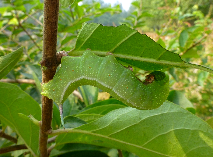 Full-grown blue-green form larva of Hemaris affinis, Beijing Botanical Garden, China, 4.x.2013. Photo: © Tony Pittaway