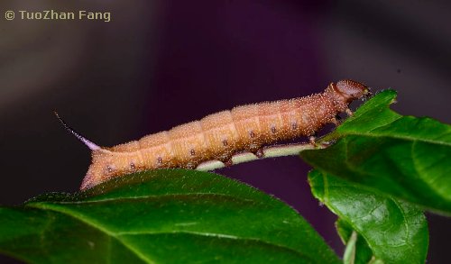 Full-grown brown form larva of Hemaris affinis, Beijing, China, 2019. Photo: © TuoZhan Fang, 2019.