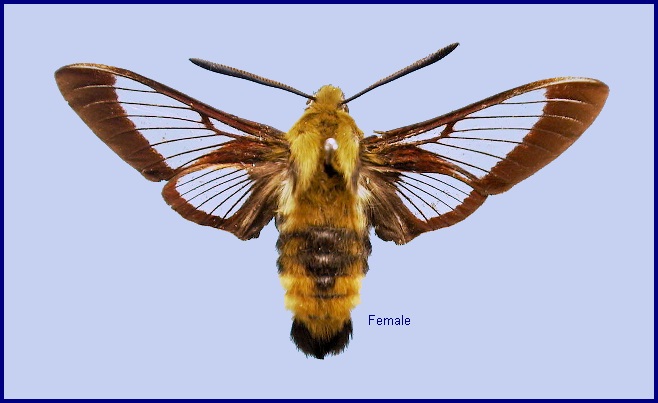 Female Hemaris beresowskii. Photo: © NHMUK