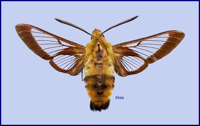 Male Hemaris beresowskii. Photo: © NHMUK