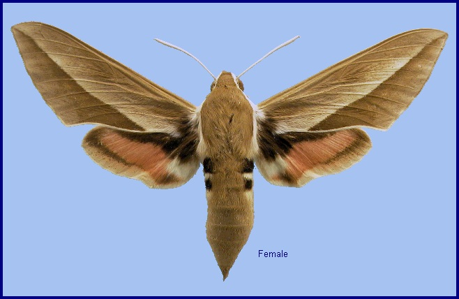 Female Hyles hippophaes bienerti. Photo: © NHMUK