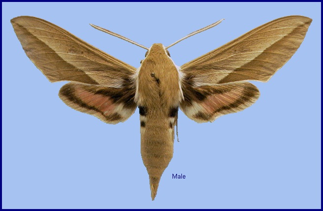 Male Hyles hippophaes bienerti. Photo: © NHMUK