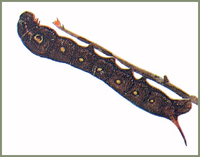 Full grown brown form larva of Hippotion boerhaviae. Image: Mell, 1922b