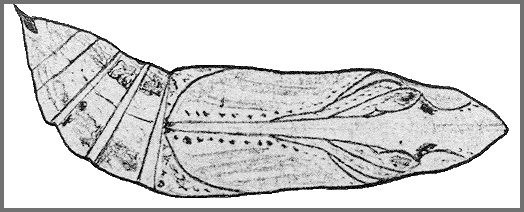 Pupa of Hippotion boerhaviae. Image: Mell, 1922b