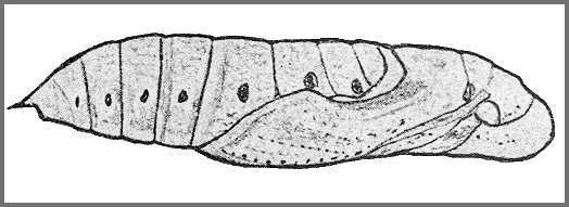 Pupa of Hippotion boerhaviae. Image: Mell, 1922b