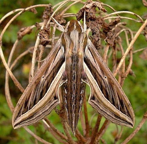 Female Hippotion celerio, Malta. Photo: © Tony Pittaway.