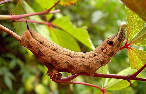 Full-grown brown form larva of Hippotion celerio, Malta. Photo: © Tony Pittaway.