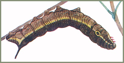 Full grown grey-brown form larva of Hippotion celerio. Image: Mell, 1922b