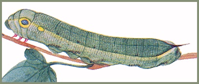 Full grown blue-green form larva of Hippotion celerio. Image: Mell, 1922b