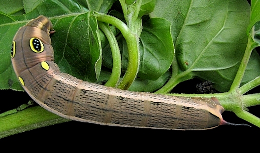 Full-grown grey-brown form larva of Hippotion celerio on Mirabilis jalapa, Islamabad, Pakistan. Photo: © Muhammad Ather Rafi.