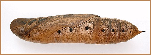 Pupa of Hippotion celerio (lateral view), Malta. Photo: © Tony Pittaway